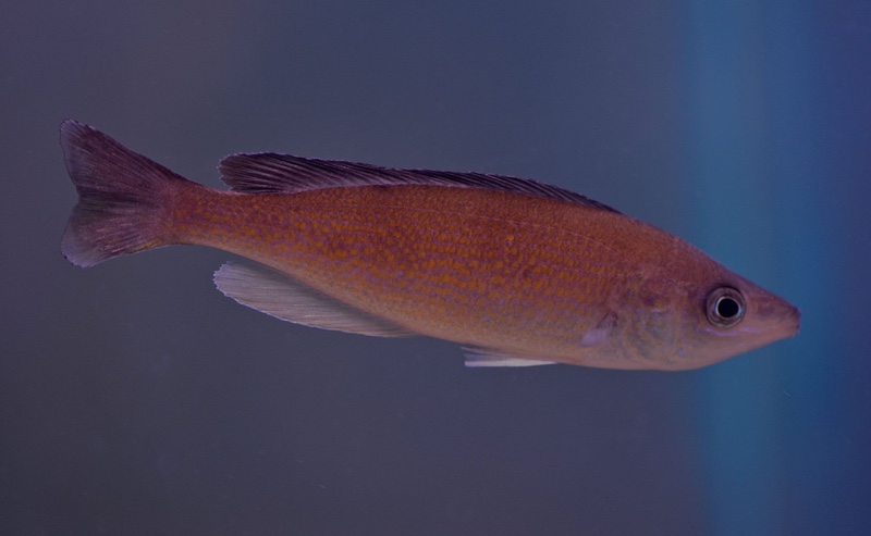Cyprichromis pavo 'Kantalamba'